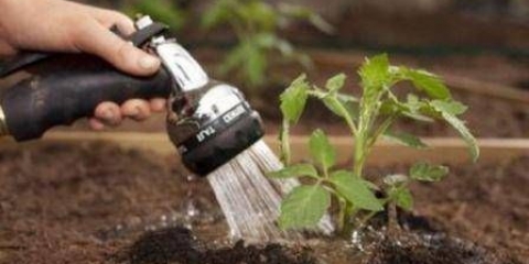 Kada zalijevati paradajz nakon sadnje u zemlju i staklenik